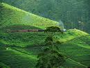 THE TEA COUNTRY - SRI LANKA